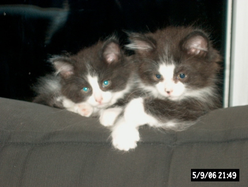 Kittens3